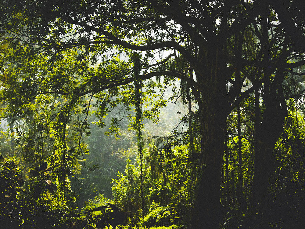 Indischer Urwald
